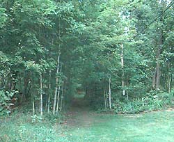WW 5K, old road into the woods