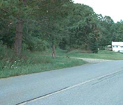 WW 5K, turning onto the old road